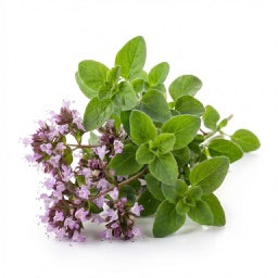 Olio di Origano Selvatico